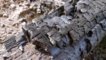 Burnt wood. Charred wooden log and ash in the fireplace or campfire site. Charcoal gray and black background. Selective focus, close up. photo