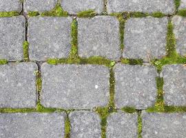 Grey road paving stones with green moss in gaps between. Bricks background. photo