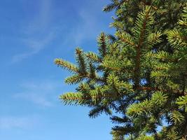 Fir tree branches against the blue sky on winter sunny day without snow. Green spruce branches with needles, bottom view. Background nature image with copy space for Christmas and New Year. photo