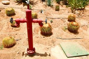 Red fire hydrant, a tap for water supply watering dry plants in the desert with Mexican spiny sharp fresh cactus with spines on the sand. Concept combating drought. The background photo