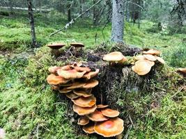 Different woody delicious mushrooms on the tree trunk of a log covered with natural green moss and grass with leaves in the forest. photo