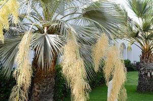 las copas de los troncos de hermosas palmeras tropicales exóticas con grandes hojas verdes contra el cielo azul foto