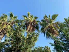The tops of palm trees with green leaves and other trees against the blue sky in a warm tropical eastern country southern resort photo