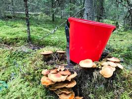 Stump in the forest with a lot of beautiful tasty edible mushrooms with a red bucket and a sharp knife in the woods against a background of trees. Concept mushroom picking, gifts of nature photo