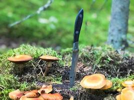 A sharp metal knife is stuck in a stump overgrown with green moss with delicious edible mushrooms in the forest against the backdrop of trees. Concept mushroom picking, gifts of nature photo