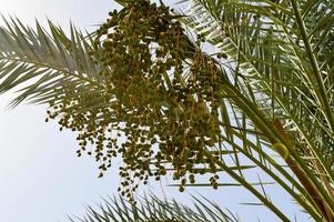 The top of a large tropical exotic high date palm with large green leaves and growing dangling fruits green immature against the blue sky photo