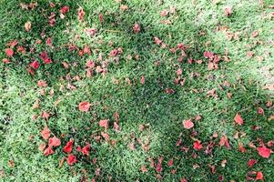 The texture of green fresh mown trimmed smooth natural bright grass, English lawn fields and scattered petals of red flowers. The background photo