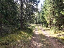 hermoso camino de ripio del bosque escénico con surcos en un bosque verde guerrero de pino foto