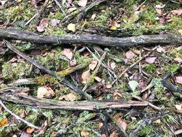 Texture of sticks and branches, logs of roots covered with natural green moss and grass with leaves in the forest photo