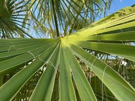 vista de cerca de las pequeñas hojas verdes de palma natural estrechas en el cálido complejo turístico del sur del país oriental tropical. fondo, textura foto