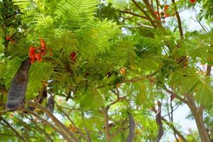 Texture of a beautiful Delonix plant tree with red unusual flowers with petals and fresh green leaves in Egypt in the background of a blue sky photo