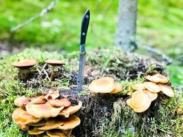 A sharp metal knife is stuck in a stump overgrown with green moss with delicious edible mushrooms in the forest against the backdrop of trees. Concept mushroom picking, gifts of nature