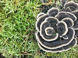 Different woody delicious mushrooms on the tree trunk of a log covered with natural green moss and grass with leaves in the forest. photo
