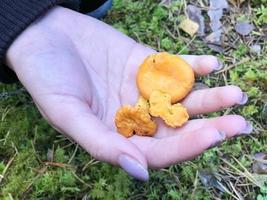 tres hermosos champiñones naranjas amarillos de chanterelles yacen en la mano de la palma de una mujer con una hermosa manicura en el bosque. concepto de cultivo de hongos foto