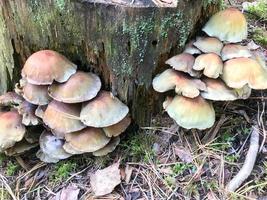 Different woody delicious mushrooms on the tree trunk of a log covered with natural green moss and grass with leaves in the forest. photo