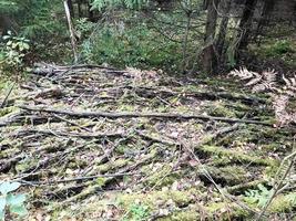 Texture of sticks and branches, logs of roots covered with natural green moss and grass with leaves in the forest photo