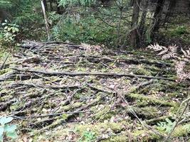 textura de palos y ramas, troncos de raíces cubiertos de musgo verde natural y hierba con hojas en el bosque foto