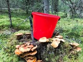 Stump in the forest with a lot of beautiful tasty edible mushrooms with a red bucket and a sharp knife in the woods against a background of trees. Concept mushroom picking, gifts of nature photo