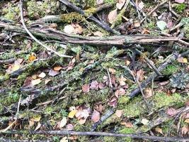 Texture of sticks and branches, logs of roots covered with natural green moss and grass with leaves in the forest photo