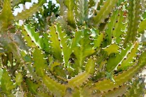 la textura de un verde espinoso natural mexicano caliente fresco fuerte hermoso desierto cactus con espinas y arena. el fondo foto