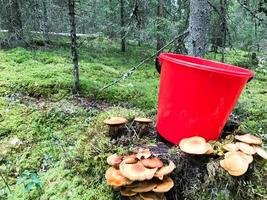Stump in the forest with a lot of beautiful delicious edible mushrooms with a red plastic bucket in the forest on a background of trees. Concept mushroom picking, gifts of nature photo