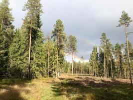 bosque de coníferas natural denso verde con árboles de navidad y pinos y camino forestal contra el cielo y el arco iris foto