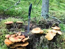 A sharp metal knife is stuck in a stump overgrown with green moss with delicious edible mushrooms in the forest against the backdrop of trees. Concept mushroom picking, gifts of nature photo