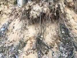 Texture of the earth on a ravine with protruding roots of trees made of sand and earth. The background photo