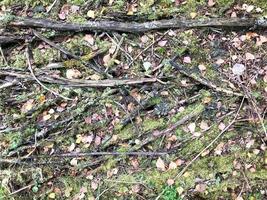 textura de palos y ramas, troncos de raíces cubiertos de musgo verde natural y hierba con hojas en el bosque foto