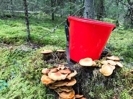 Stump in the forest with a lot of beautiful tasty edible mushrooms with a red bucket and a sharp knife in the woods against a background of trees. Concept mushroom picking, gifts of nature photo