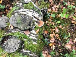 Different woody delicious mushrooms on the tree trunk of a log covered with natural green moss and grass with leaves in the forest. photo