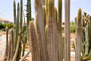 Texture of large tall green long Mexican prickly sharp fresh cacti with thorns in the desert. The background photo