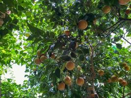 Yellow natural heavenly beautiful delicious round orange, citrus, tangerine or grapefruit on a tree branch in a warm tropical country, resort photo