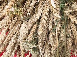 Wheat ears of dry straw of hay collected in a bouquet with seeds and stalks, leaves. The background. Texture photo