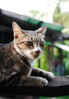 brown cat on the wood photo