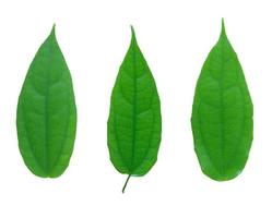 set of green leaf isolated on a white photo