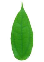 green leaf isolated on a white photo