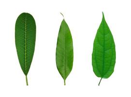 conjunto de hoja verde aislado en un blanco foto