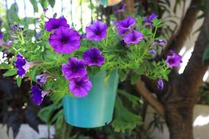 cierre las flores de petunia en una maceta en el jardín con la luz de la mañana. el lado del exótico ramo de flores de color púrpura. foto