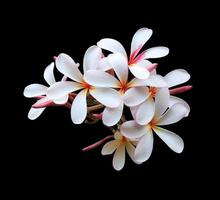 Plumeria or Frangipani or Temple tree flower. Close up yellow-pink plumeria flowers bouquet isolated on black background. Top view exotic flower bunch. photo