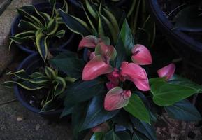 Flamingo flower or Pigtail Anthurium flower bouquet. Close up exotic pink-purple flower on green leaves in pot in garden with morning light. photo