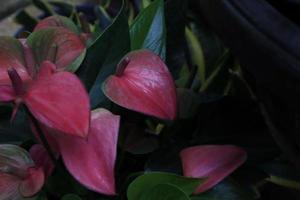 Flamingo flower or Pigtail Anthurium flower bouquet. Close up exotic pink-purple flower on green leaves in pot in garden with morning light. photo