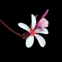 Plumeria or Frangipani or Temple tree flower. Close up violet-pink plumeria flowers bouquet isolated on white background. Top view exotic flower branch. photo