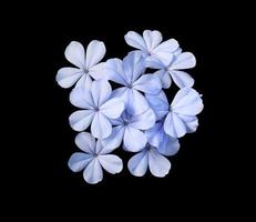White plumbago or Cape leadwort flowers. Close up blue flowers bouquet isolated on black background. Top view exotic flower bunch. photo