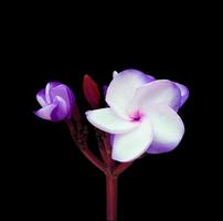 Close up purple plumeria or frangipani flower branch isolated on black background. The side of exotic flower. photo