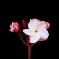 Close up pink plumeria or frangipani flower branch isolated on black background. The side of exotic flower. photo