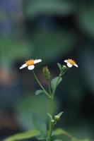 botones de abrigo o flores de margarita mexicana o margarita tridax. cierre un pequeño ramo de flores blancas sobre fondo verde en el jardín con luz matutina.