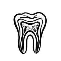 Nervous system of the tooth, cutaway tooth, stomatology, monochrome vector