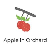 Apple In Orchard vector