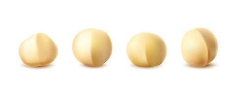 3d realistic vector icon. Collection of macadamia nuts. Isolated on white background.